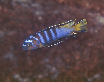 Tropheops kumwera 'Domwe Island'